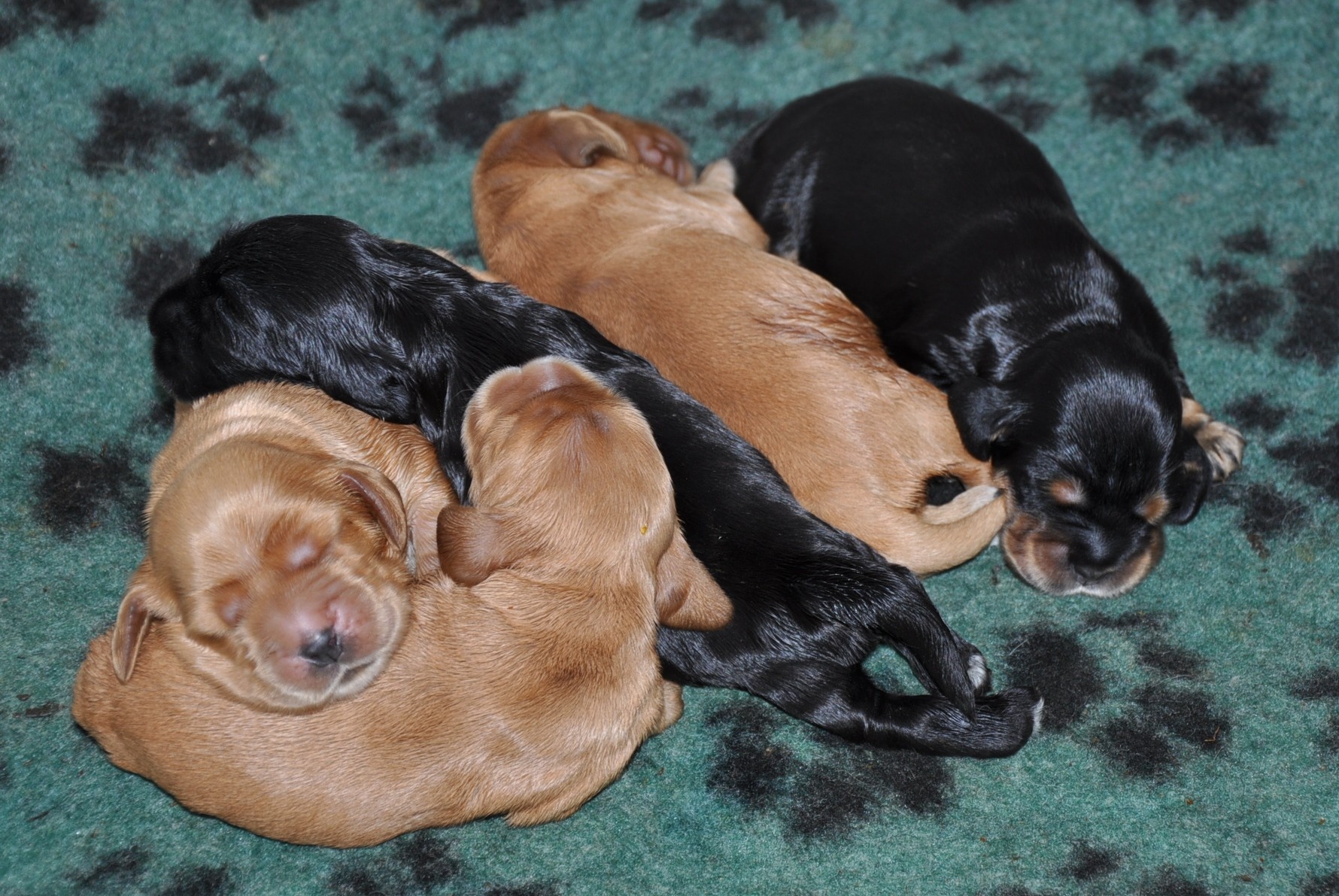 Puppies available !!!